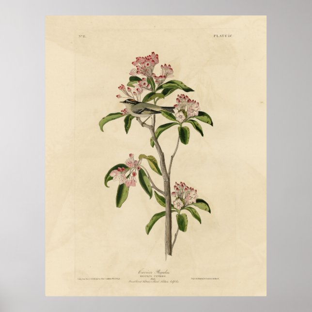 Cuvier's Kinglet (Cuvier's Regulus) Audubon Birds Poster (Vorne)