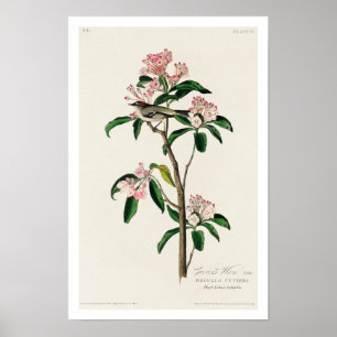Cuvier's Kinglet von Audubon Poster