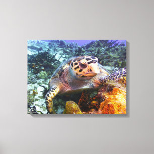 Cuzumel Schildkröte #4 Leinwanddruck