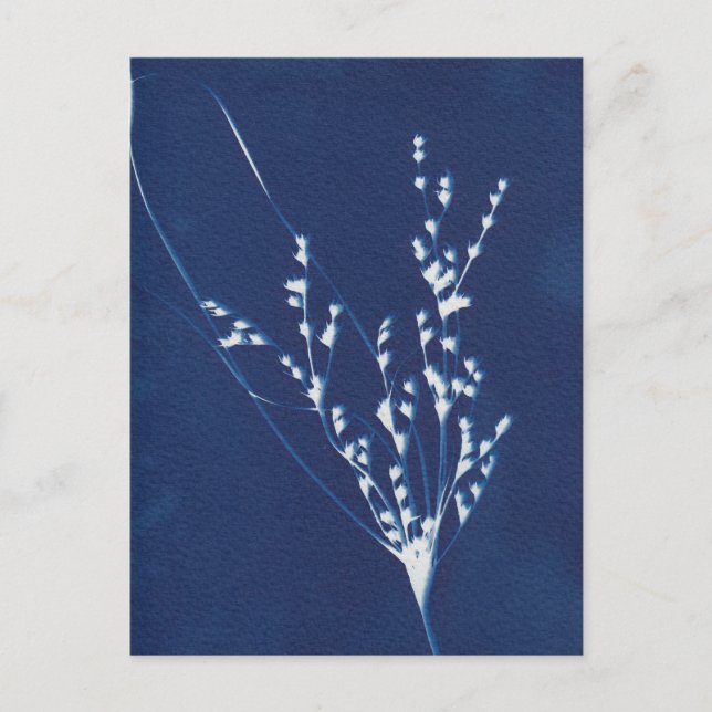 Cyanotype Print Grass Blue White Art Postkarte (Vorderseite)