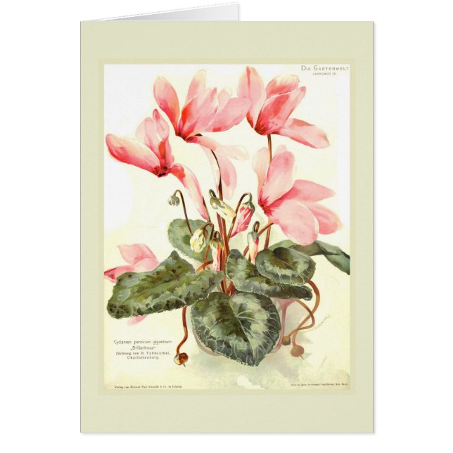 Cyclamen (Vorne)