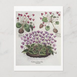 Cyclamen: 1.Cyclamen serotinum foliis hederaceis; Postkarte