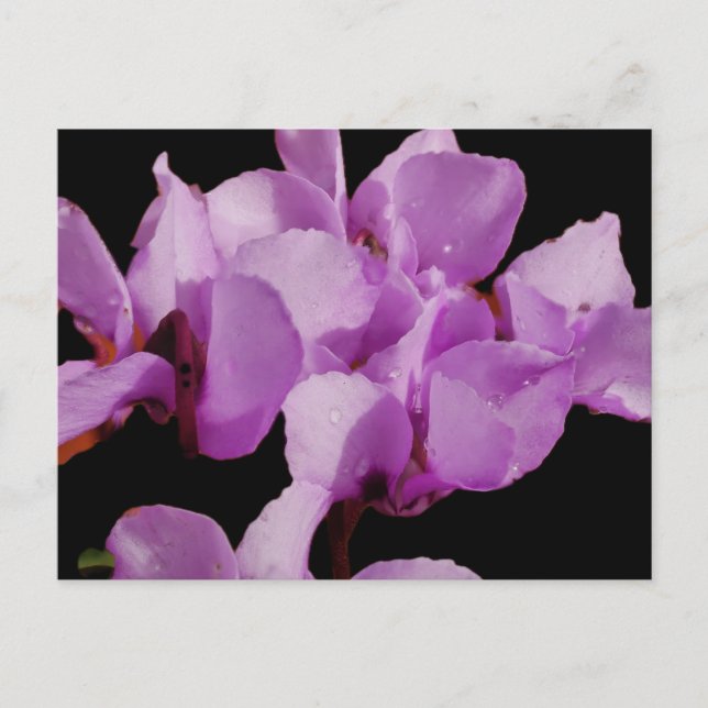 Cyclamen Coum Postcard Postkarte (Vorderseite)