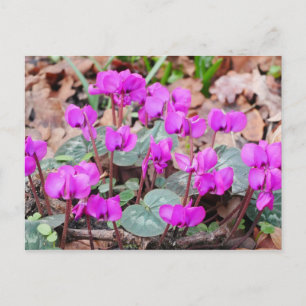 Cyclamen Coum Postcard Postkarte