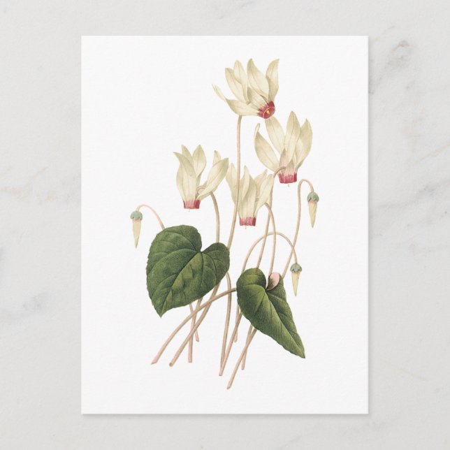 Cyclamen (Cyclamen-SP.) durch Redouté Postkarte (Vorderseite)