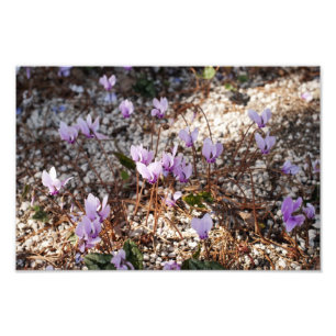 Cyclamen Foto Print