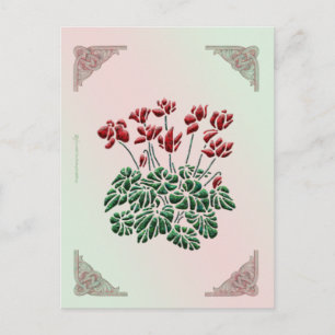 Cyclamen Postcard Postkarte