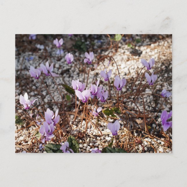 Cyclamen Postcard Postkarte (Vorderseite)