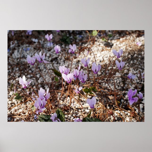 Cyclamen Poster (Vorne)