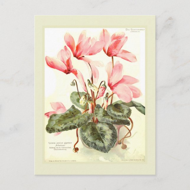 Cyclamen Postkarte (Vorderseite)
