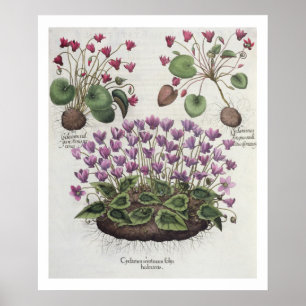 Cyclamen: serotinum 1.Cyclamen foliis hederaceis; Poster