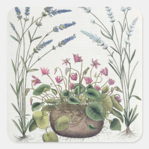 Cyclamen und Lavender: 1.Cyclamen Romanum; 2.Spica Quadratischer Aufkleber