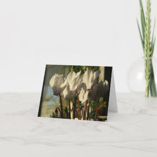 Cyclamens im Sun Karte