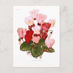 Cyclamens Postkarte