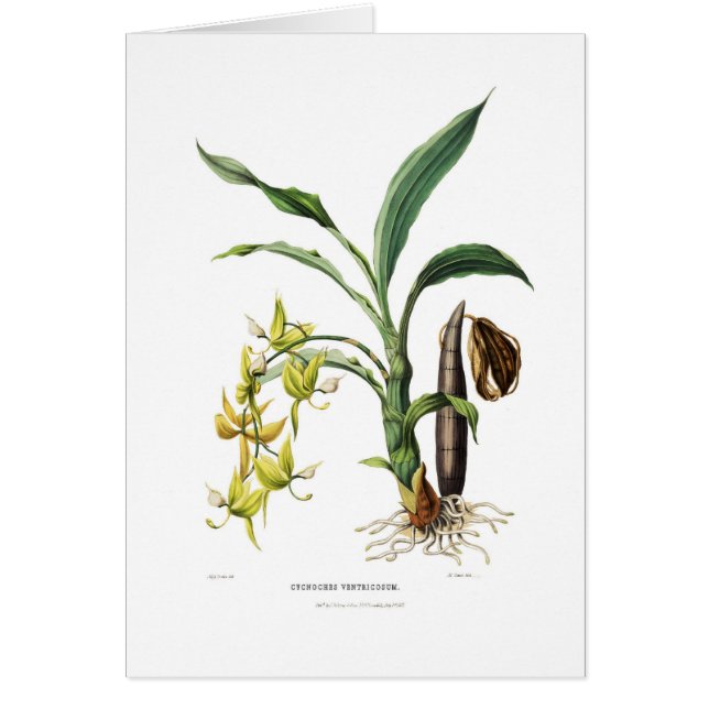 Cycnoches ventricosum (Vorne)