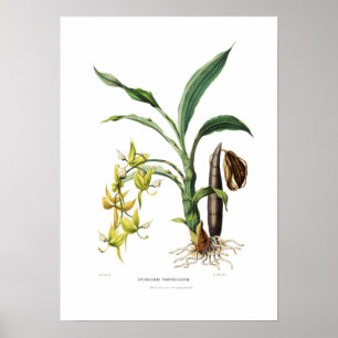 Cycnoches ventricosum von Miss Drake. Poster