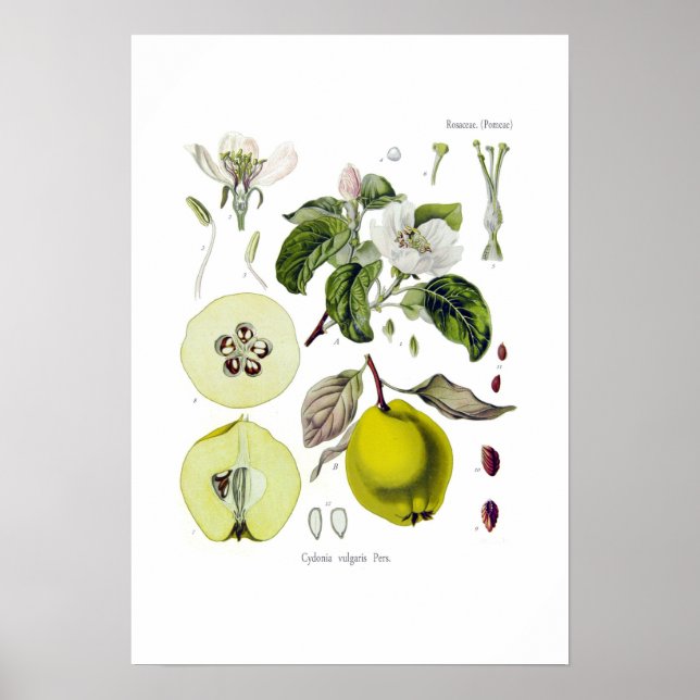 Cydonia vulgaris (Quince) Poster (Vorne)