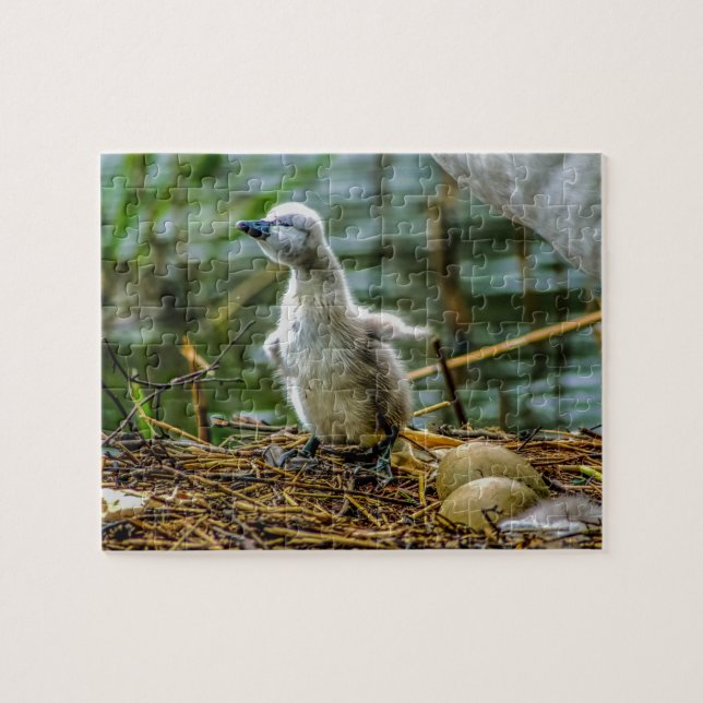Cygnet Puzzle (Horizontal)