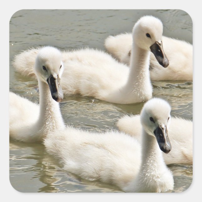 Cygnets Quadratischer Aufkleber (Vorderseite)