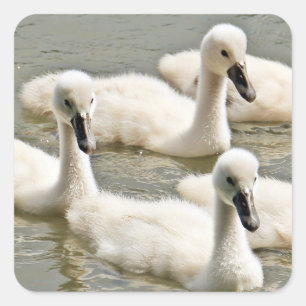 Cygnets Quadratischer Aufkleber
