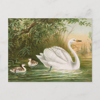Cygnus cygnus von Johann Friedrich Naumann Postkarte