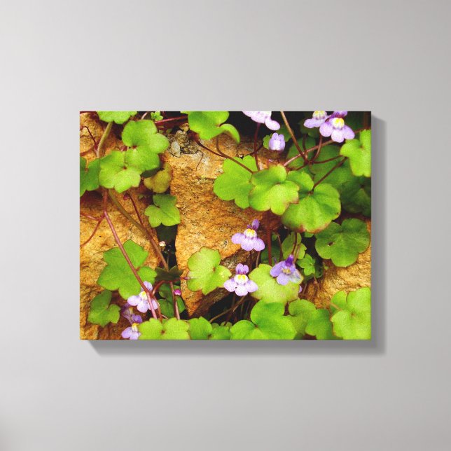 Cymbalaria Muralis Canvas Print Leinwanddruck (Vorderseite)