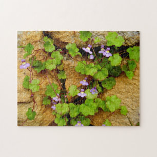 Cymbalaria Muralis Foto Puzzle