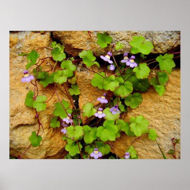Cymbalaria Muralis Poster (Vorne)