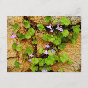 Cymbalaria Muralis Postkarte