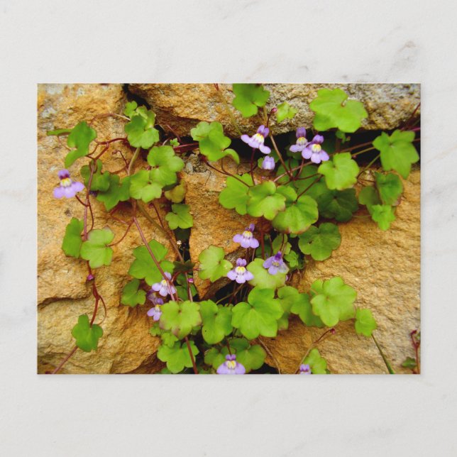 Cymbalaria Muralis Postkarte (Vorderseite)