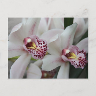 Cymbidium Orchid Postkarte