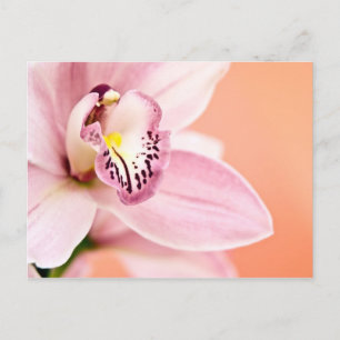Cymbidium Orchid Postkarte