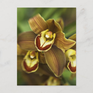 Cymbidium Orchid Postkarte