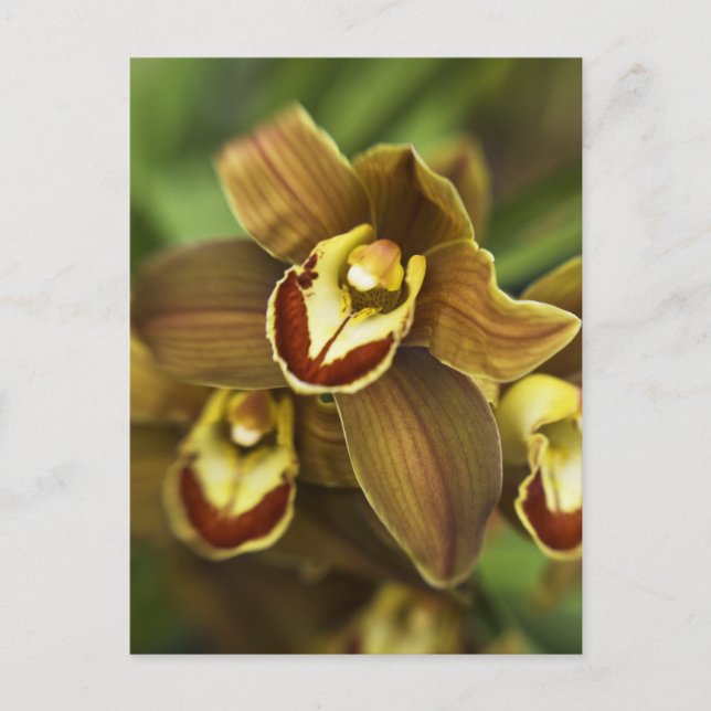 Cymbidium Orchid Postkarte (Vorderseite)