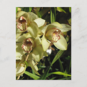 Cymbidium Orchideen Postkarte, anpassen Postkarte