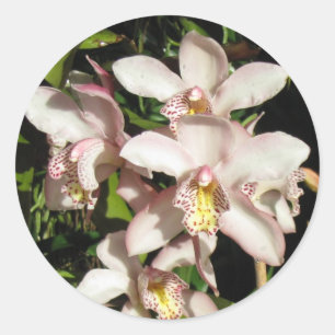 Cymbidium Orchids Aufkleber