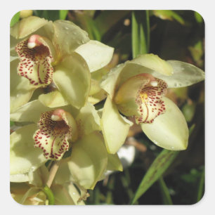 Cymbidium Orchids Aufkleber