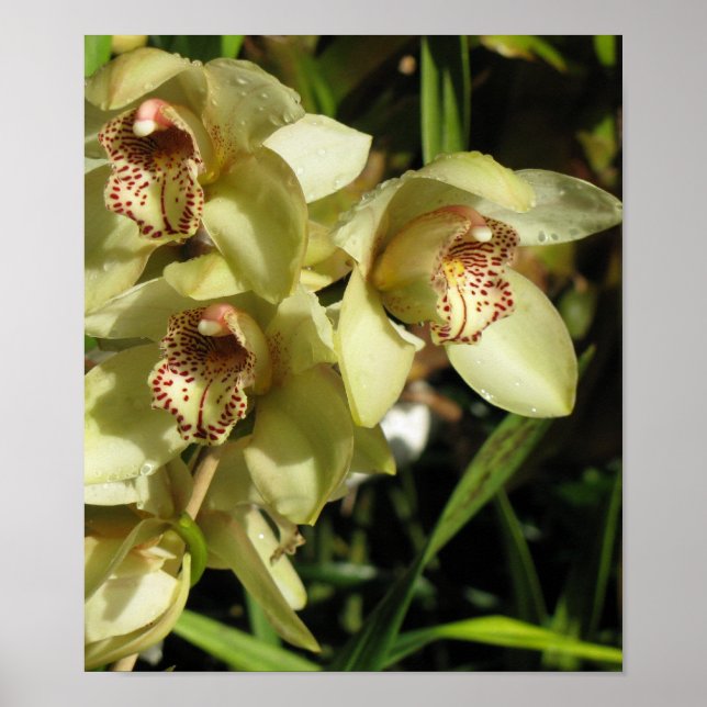 Cymbidium Orchids poster (Vorne)