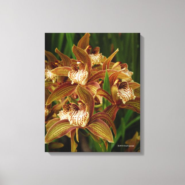 Cymbidium tracyana leinwanddruck (Vorderseite)