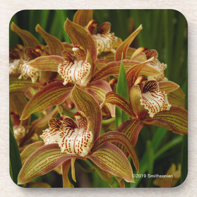 Cymbidium tracyanum getränkeuntersetzer (Vorderseite)