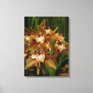 Cymbidium tracyanum leinwanddruck