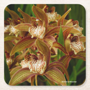 Cymbidium tracyanum rechteckiger pappuntersetzer