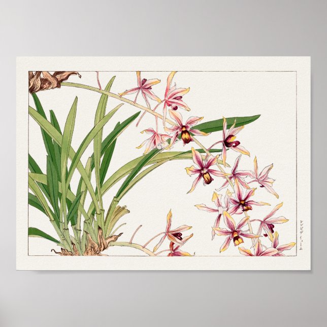 Cymbidium von Tanigami Konan Poster (Vorne)