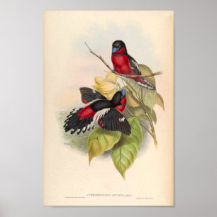 Cymbirhynchus Affinis Vintager Vogel aus Asien Poster