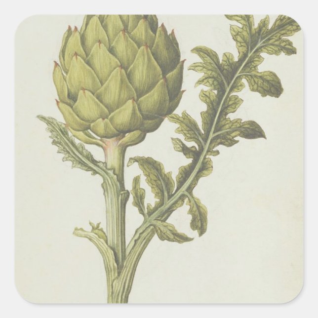 Cynara scolymus, c.1568 quadratischer aufkleber (Vorderseite)