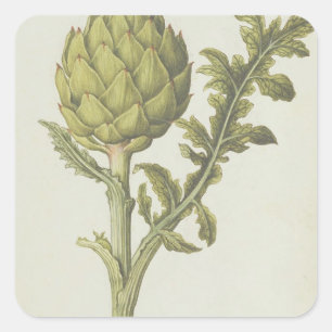 Cynara scolymus, c.1568 quadratischer aufkleber