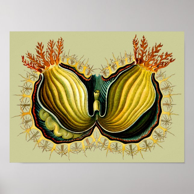Cynthia melocactus Ernst Haeckel Fine Art Poster (Vorne)