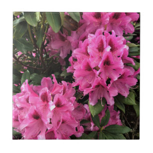 Cynthia Rhododendrons, Oregon Fliese