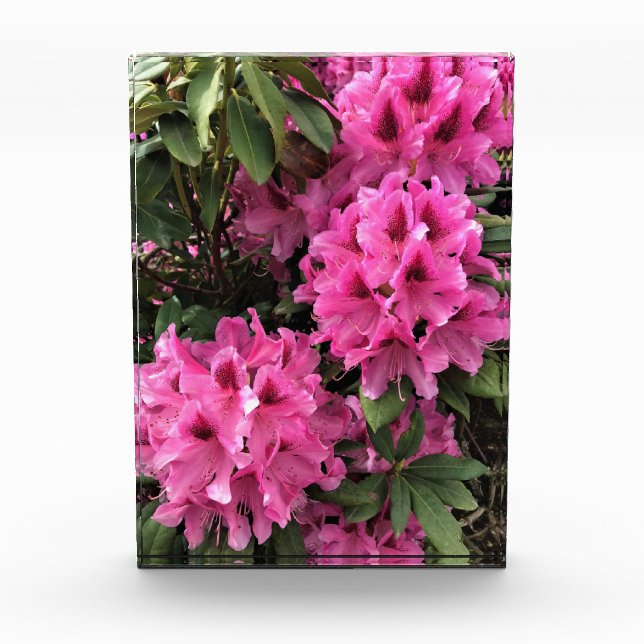 Cynthia Rhododendrons, Oregon Fotoblock (Vorderseite)