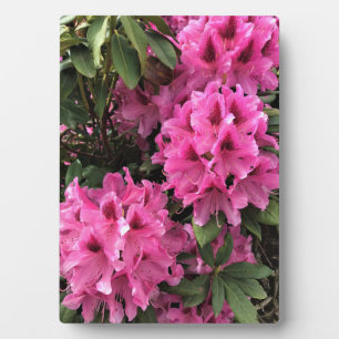 Cynthia Rhododendrons, Oregon Fotoplatte